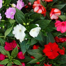 Edel lieschen impatiens gebraucht kaufen  Rain