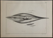 1839 planche anatomie d'occasion 1839 planche anatomie d'occasion  France