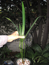 Anthurium ottonis letter for sale  Los Angeles