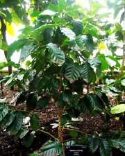 Coffea arabica catuai for sale  GODALMING