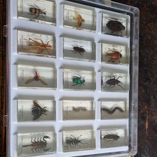 Bugs lucite for sale  LIVERPOOL