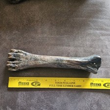 Ice age bison for sale  Springfield
