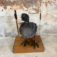 Ancienne taxidermie foulque d'occasion  Marseille II