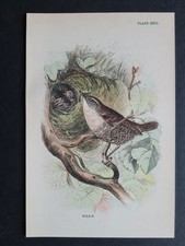 Antique print wren for sale  ROMFORD
