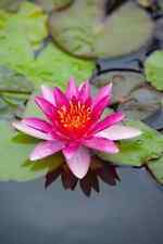 Nymphaea leydeker lilacea for sale  SKEGNESS