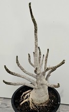 Schöne handverlesene adenium gebraucht kaufen  Bielefeld