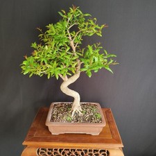 Bonsai melograno giapponese usato  San Pancrazio Salentino