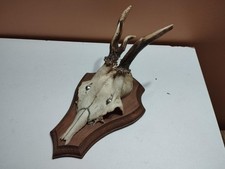 Beau trophee chevreuil d'occasion  France