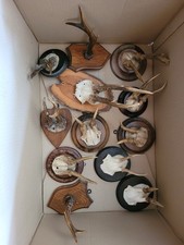 Geweihe holzunterlage gebraucht kaufen  Rechberghausen