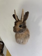 taxidermy animals for sale  RICHMOND