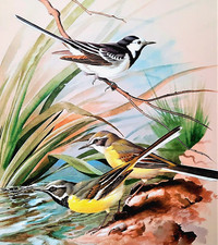 Pied wagtail grey for sale  NELSON