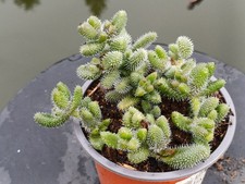 Delosperma echinatum gurkenpfl gebraucht kaufen  Röttenbach b Erlangen