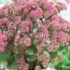 Sedum seduction pink for sale Sedum seduction pink for sale  WORKSOP