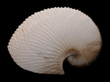 Argonauta argo 185mm for sale  Clive