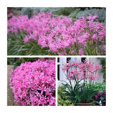 Nerine bowdenii flower for sale  CANTERBURY