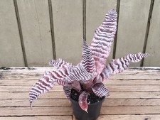 Cryptanthus zonatus rare for sale  Homestead