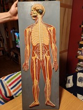 Quadro anatomico sistema usato  Roma
