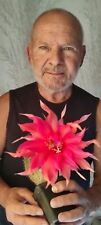 Echinopsis trichocereus. lobiv usato  Pomezia
