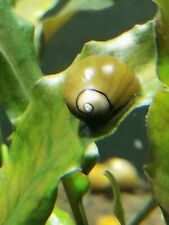 Live freshwater olive for sale  Brandon