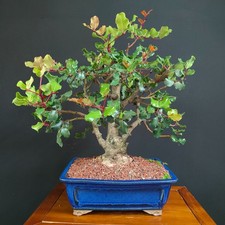 Bonsai carrubo usato  San Pancrazio Salentino