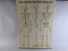 Vintage menschliches skelett gebraucht kaufen  Höchstädt a.d.Donau