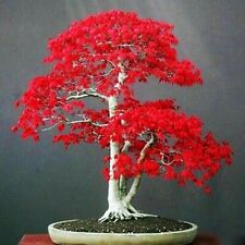 Seeds japanese red for sale  HARLOW