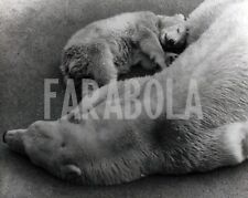 Vintage animali zoo usato  Roma