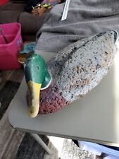 Bean mallard drake for sale  Oshkosh