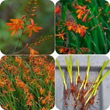 Monbretia orange crocosmia for sale  HELSTON