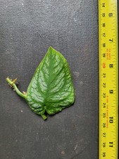 Monstera dubia cutting for sale  ISLEWORTH