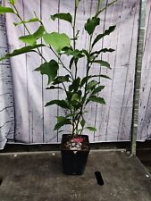 Magnolia soulangeana pink for sale  HARLOW