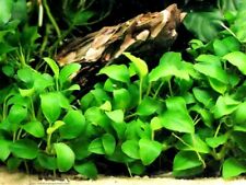 Anubia nana plante d'occasion  Krautergersheim