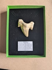 Perfect otodus obliquus for sale  GRIMSBY