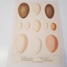 Antique bird egg for sale  OXFORD