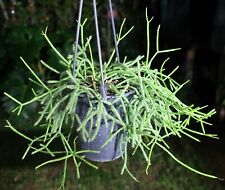 Rhipsalis brazilie plant for sale  Hollywood