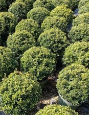 Ilex crenata glory for sale  BECCLES