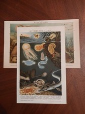 Rig chromolithographie leuchte gebraucht kaufen  Nauen