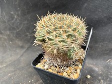 Sulcorebutia purpurea giardino usato  Massafra