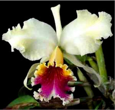 Cattleya rex species d'occasion  Paris XV