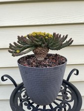 Large rare euphorbia for sale  Whittier