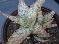 Aloe moana kea for sale  Saratoga