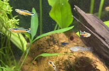 Endler santa maria usato  Muggio