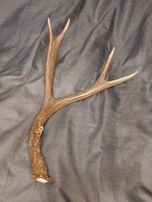 Naturally shed mule for sale  Portland