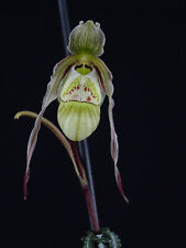 Orchidea phragmipedium pearcei usato  Spedire a Italy