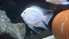 White parrot for sale  Orange Park