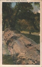 Calistoga queen forest for sale  USA