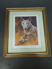 English bull terrier for sale  IPSWICH