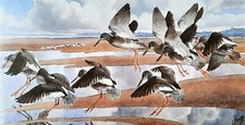 Redshanks alighting beach for sale  NELSON