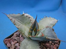 Agave white ice for sale  Tucson