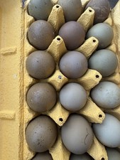 Olive egger moss for sale  Palmdale